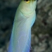 jawfish_yellowhead_sh_nwp_v_0076_tci2525.jpg
